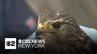 How to prevent millions of birds from getting killed by windows