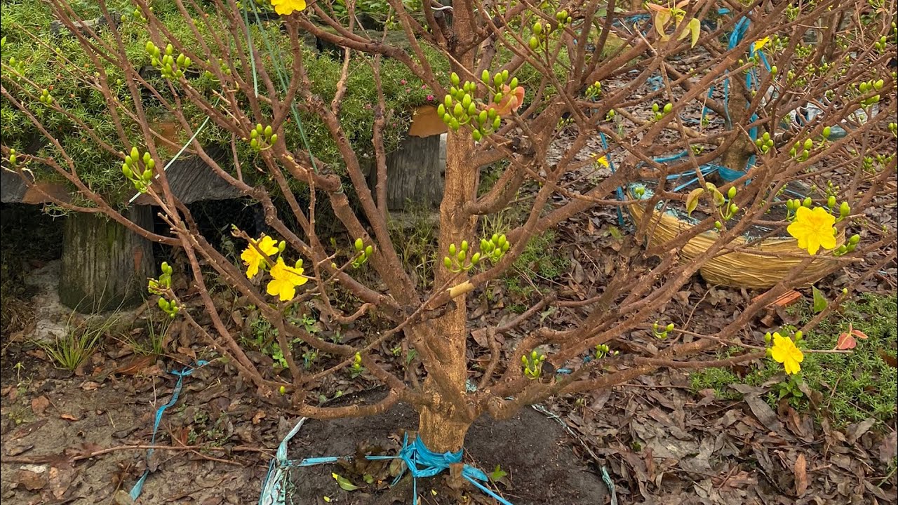 Làm sạch rong rêu trên thân cây mai vàng giúp cây sạch đẹp và phát ...