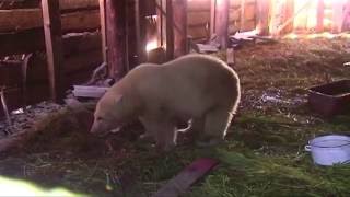 Polar bear cub rescued from Russian village
