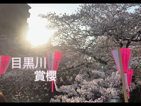 【一分鐘櫻】目黑川
