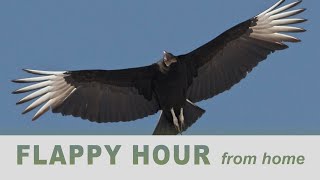 Flappy Hour: Black Vultures in the Backyard