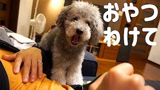 🐶飼い主のおやつを狙うトイプードル。【トイプードルのグリィ】【dog】【toy poodle】