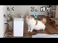 加湿器故障で水蒸気が大噴射して腰を抜かしてしまった猫w