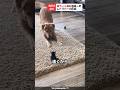 赤ちゃん猫と初めて会ったレトリバーの反応