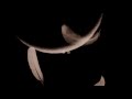 Broken Wings (Lyrics) - Mr. Mister