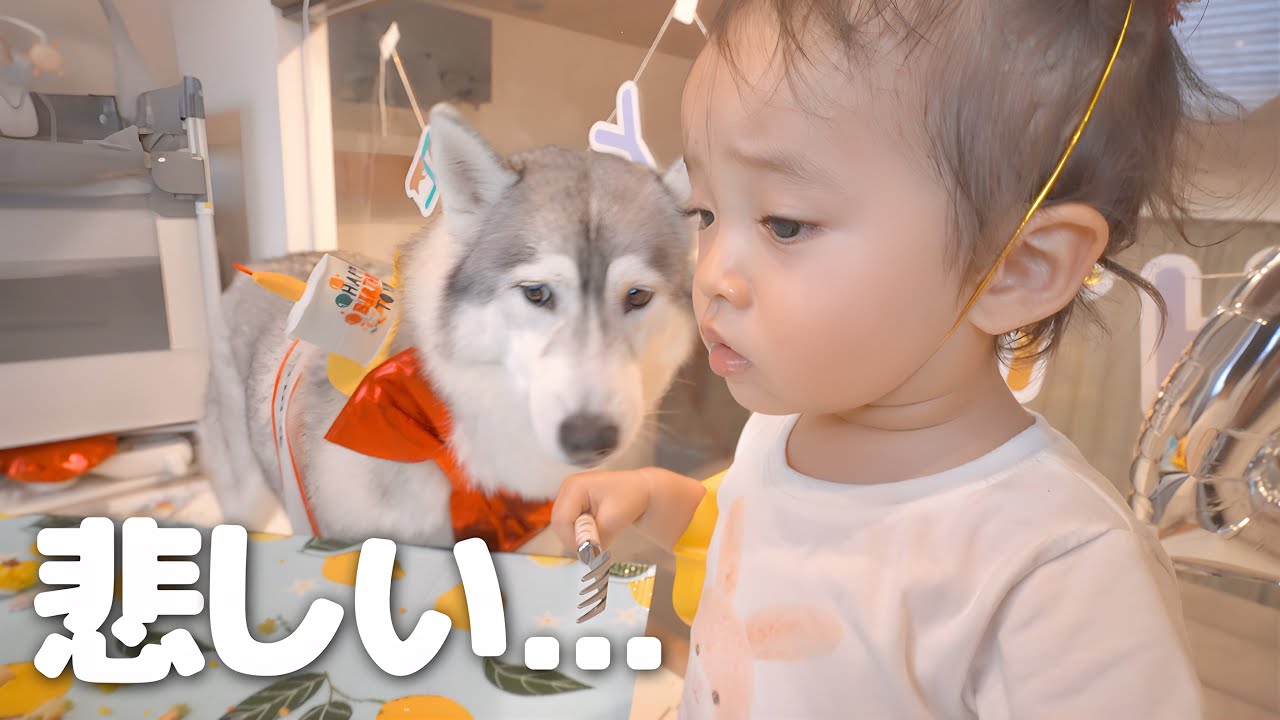 楽しかった愛犬のお誕生日会が一瞬で最悪の雰囲気になりました...