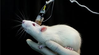 Scientists track 1 million neurons in a mouse brain