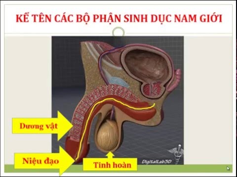 Video Cấu tạo bộ phận sinh dục ở Nam Giới - youtube