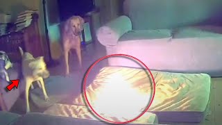 Dog Accidentally Starts House Fire While Owners Aren't Home