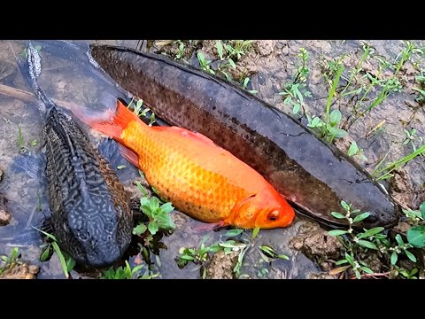 Hybrid catfish, gold carp, snakehead fish, perch and other familiar river and freshwater fish
