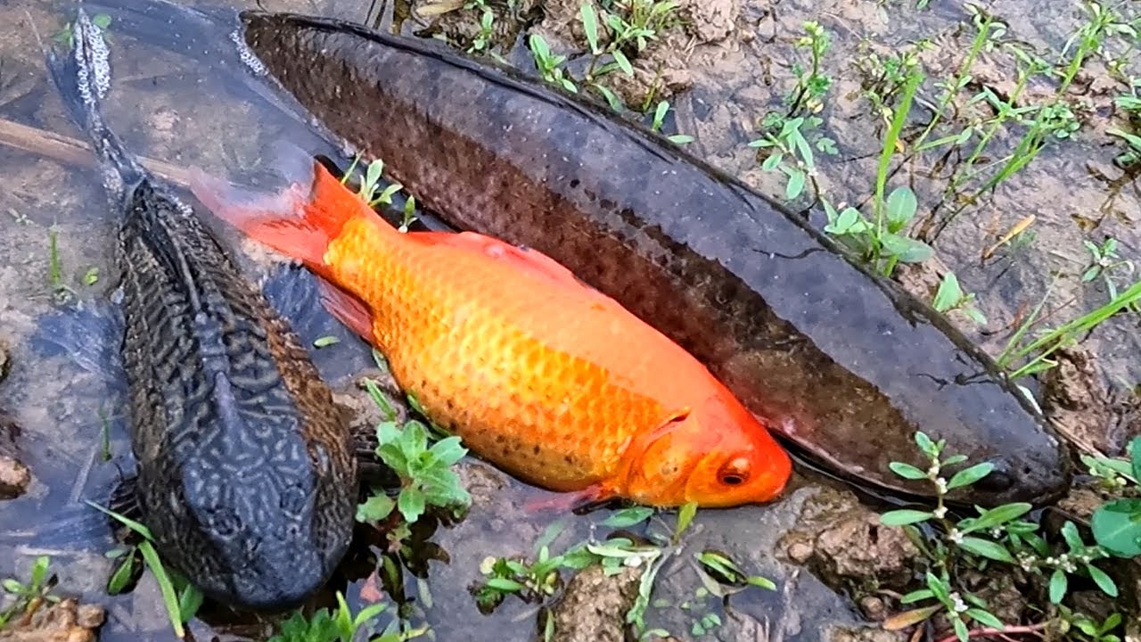 Cá trê lai, cá chép vàng, cá quả, cá rô đồng và các loại cá sông, cá ...