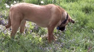Puppy Gets Stung By Bee Funny Reaction