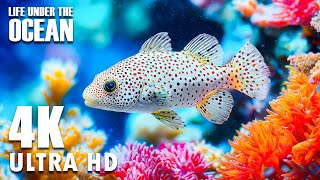 A 4K Underwater Escape | The Ocean's Luminous Soul & Piano for Inner Peace 🕊️
