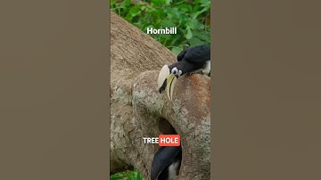 The Hornbill
