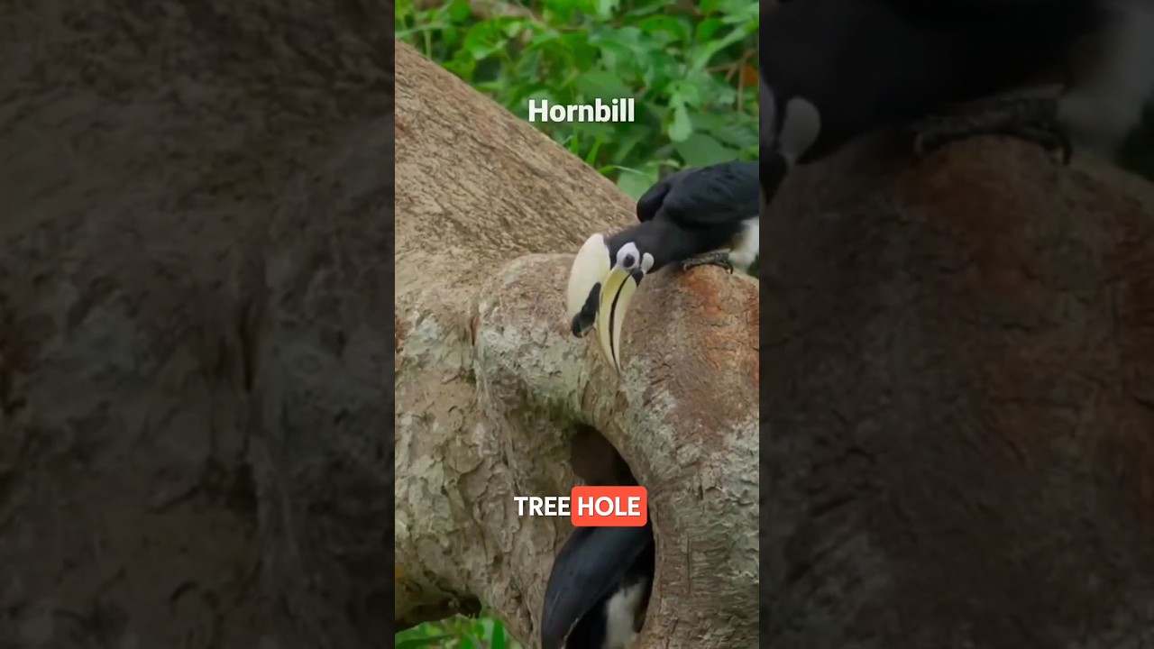 The Hornbill's Astonishing Nesting Strategy!
