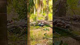 #petlove #shorts #videos