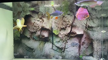 Cá rồng nuôi chung với cá dĩa