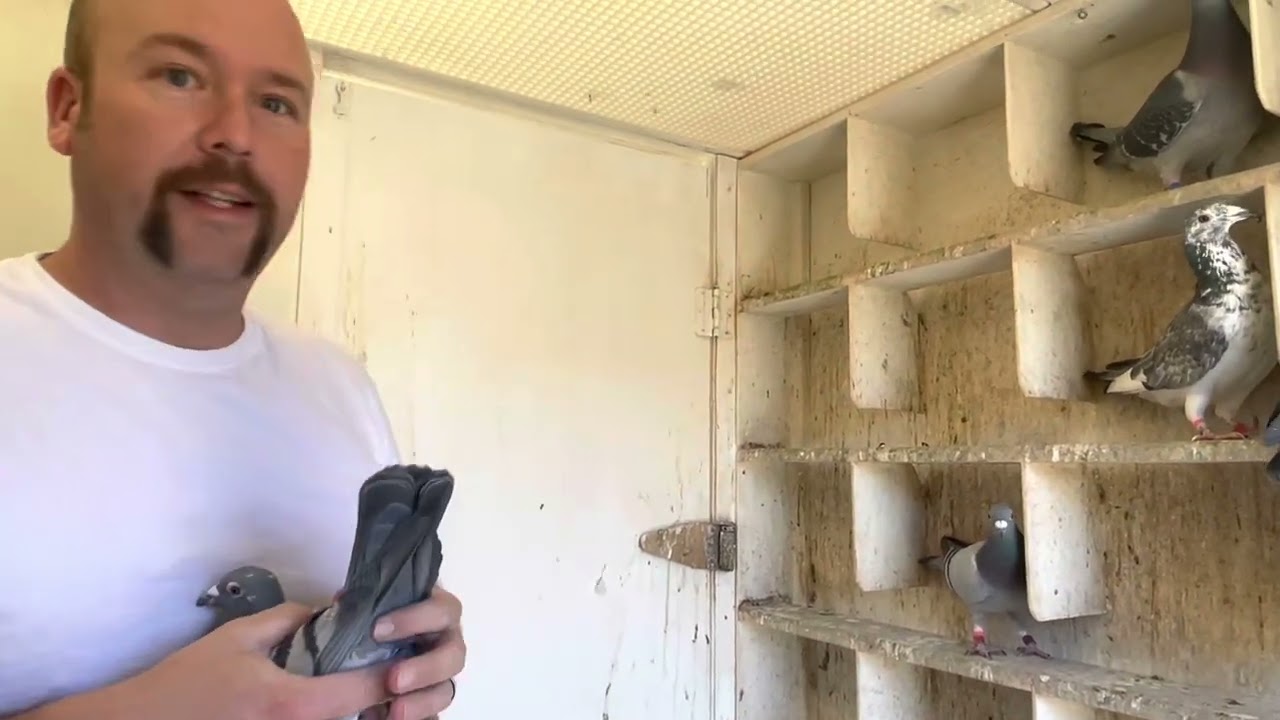 Racing Pigeon Loft Tour