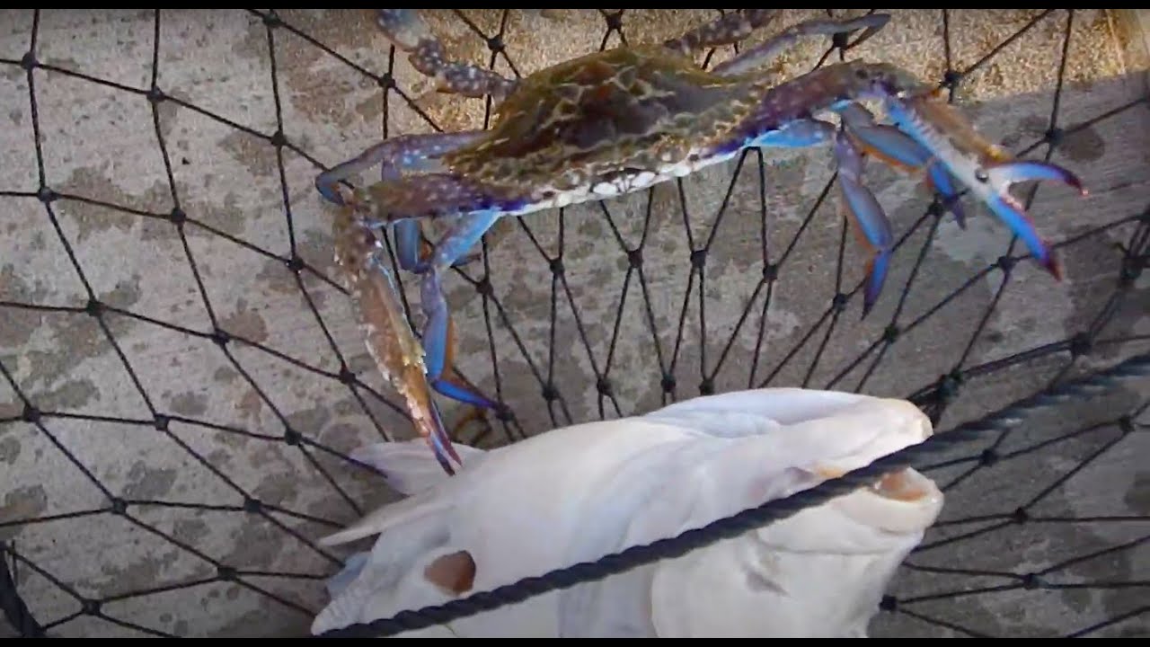Blue Manna Crabs And Octopus EP 1 YouTube blue-manna-crabs-and-octopus-ep-1-youtube