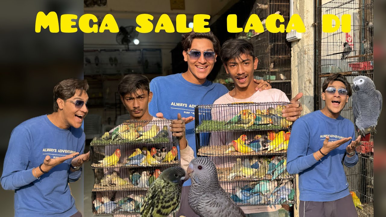 Mega sale sunday|A to Z birds factory|bhut pyare birds agai hai|