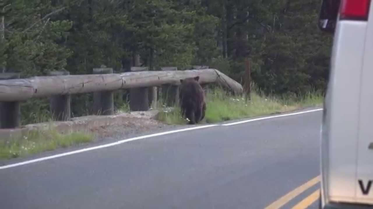 sony xperia xa1 ultra Grizzly bear crossing road early in the morning - Yellowstone