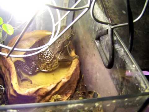 lizard skin grips Animal room tour