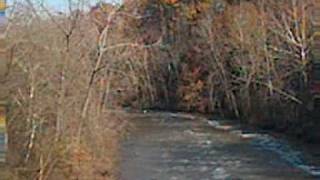 Eagle over Normanskill Creek