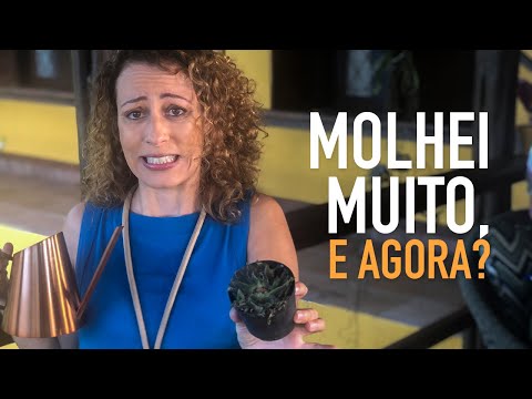 Vídeo: Meu solo interno está muito úmido: como secar o solo das plantas de casa que está com excesso de água