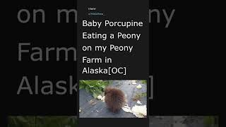 Daily Top Reddit Posts #3. 08/15/22. Top post in r/aww.