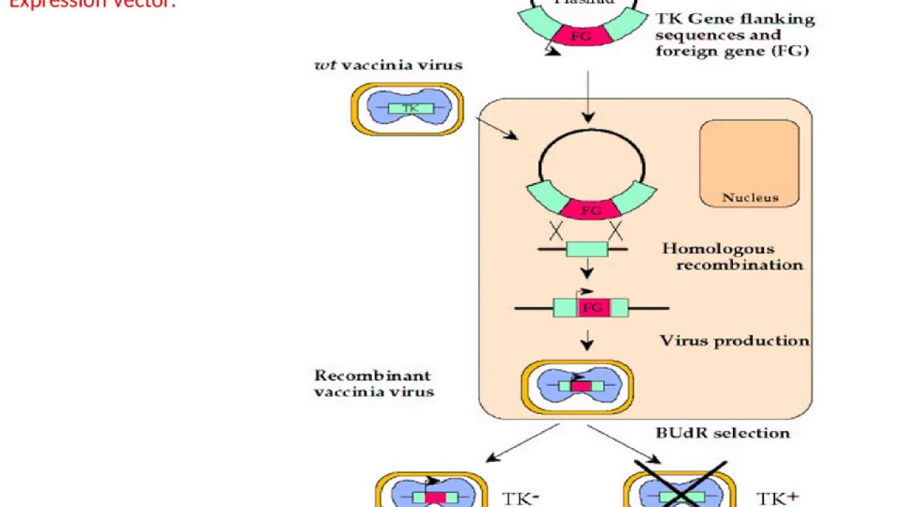 Animal virus vectors - YouTube