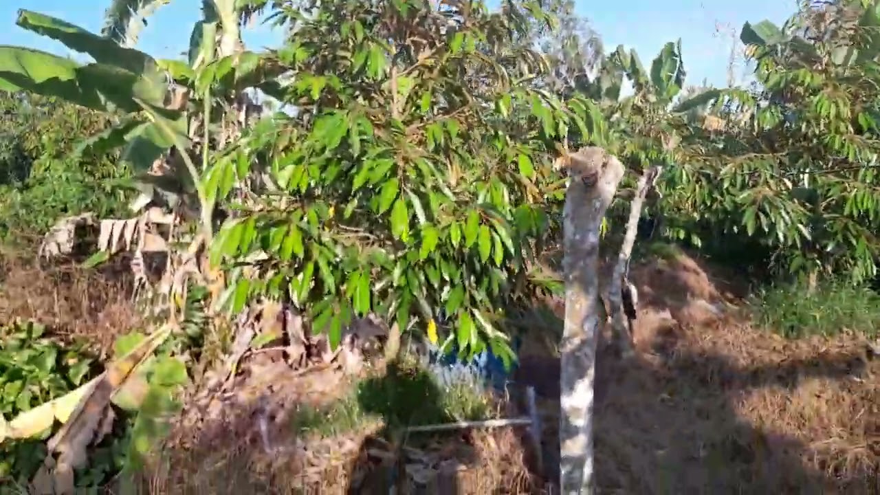 Đi thăm lại vườn sầu riêng 2 năm tuổi của tía má.