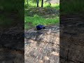 The Ledge Labyrinth: A Truck's Rocky Maze