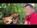 Off Grid - Chicken Herd