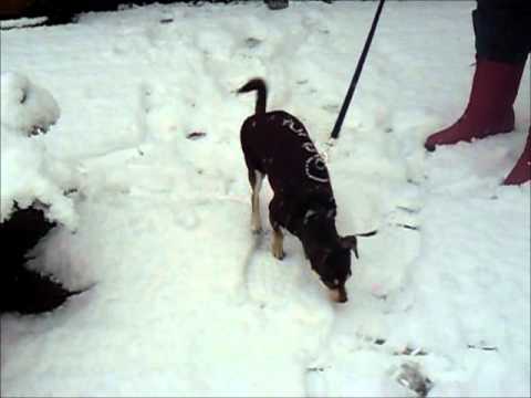 Oscar's First Snow