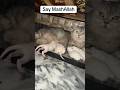 Puffy Protecting Her Newborn Kittens 🐾🤍Mother Cat’s Love ❤️