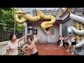 Brave Expert Confronts Two Aggressive Pythons Behind Abandoned House