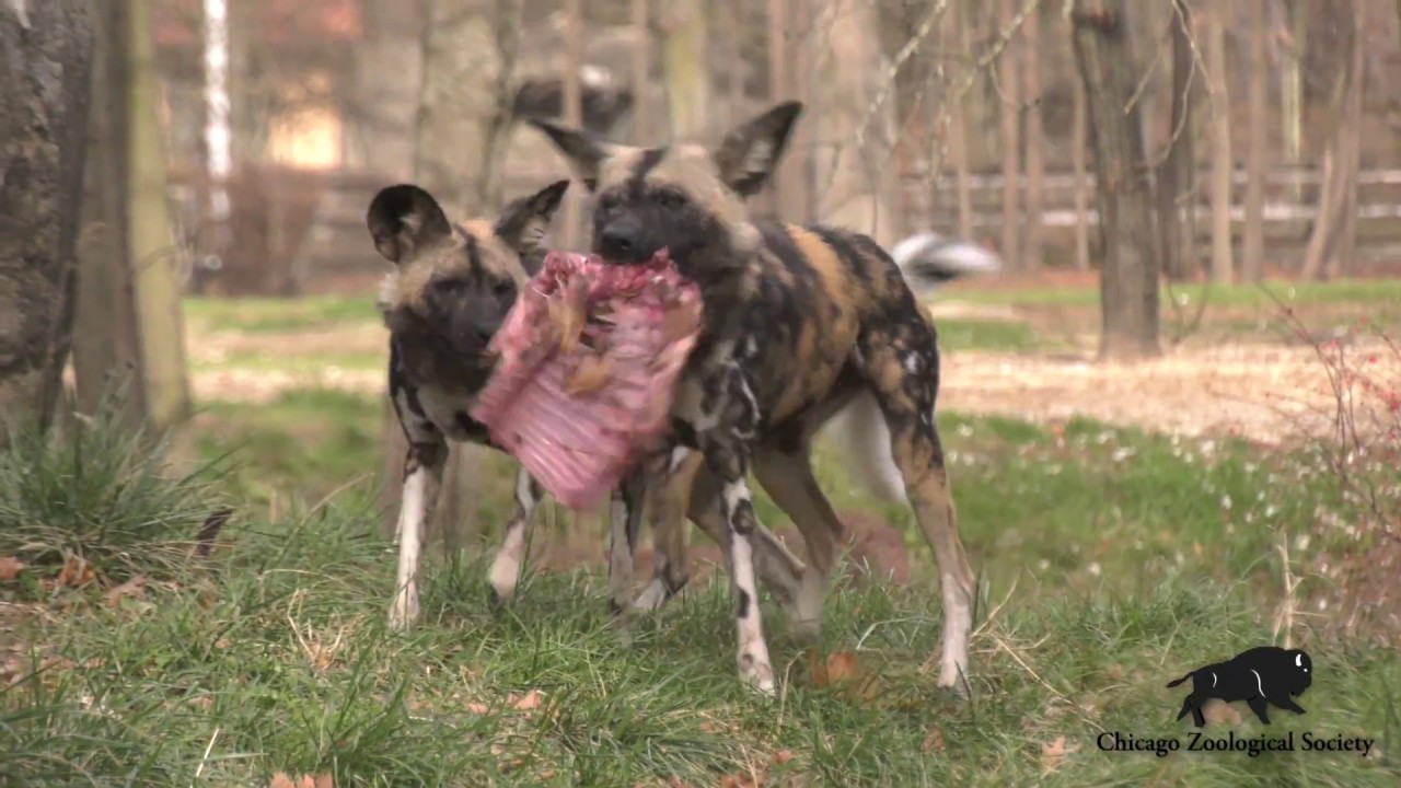 African Painted Dogs with Cool Enrichment