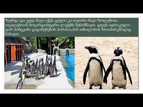 პინგვინები