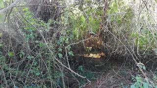 On a mission through the bush to find marijuana nirvana