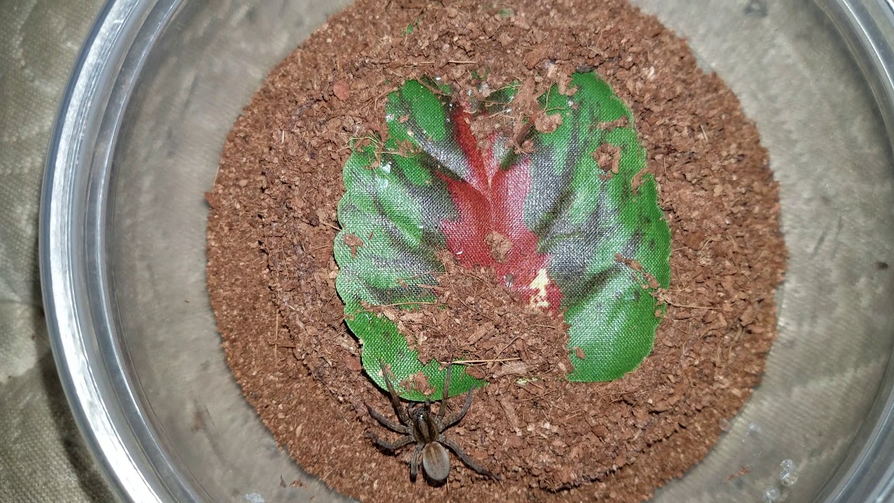 Savage Trochosa ruricola Wolf Spider Feeding video