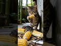 狡猾なネズミはネコの罠にかかった。#catlife #funny #orangecat#cute #cat #mouse 🐹🐱🐹#mousemurah