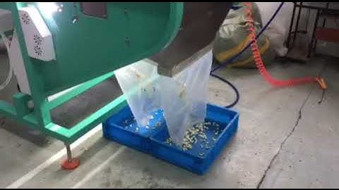 Garlic sorting Sigma color sorter