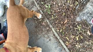 One Of the awesome dogs I saw today￼ by Hakas, kittens and more 5 views 11 months ago 4 seconds