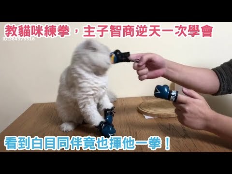 二貨主人教貓咪練拳，沒想到主子智商逆天一次學會，看到白目同伴竟也揮他一拳！
