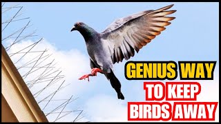 This Simple Hack Will Keep Pesky Birds Away From Your Home Net Worth