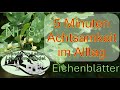 5 Minuten Achtsamkeit Nr. 8 Eichenblätter