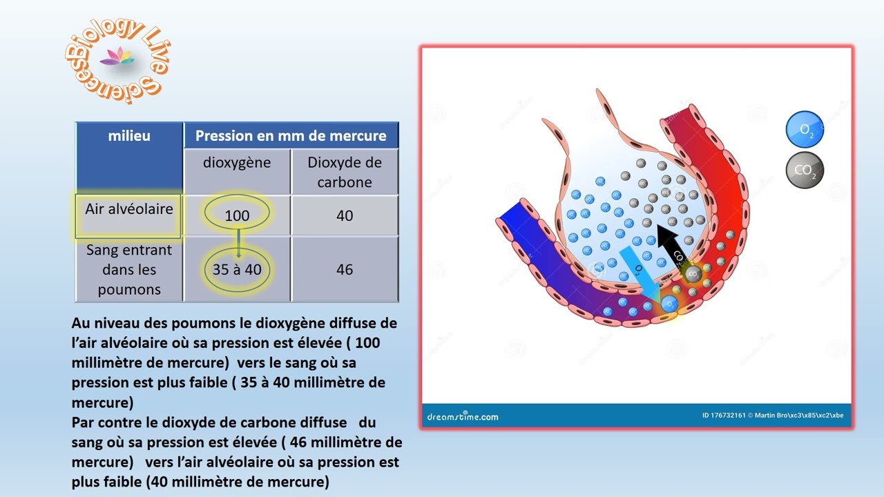 échanges gazeux au niveau des poumons