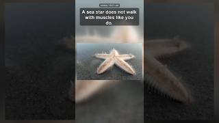 Sea Stars Walk on Water-Powered Feet #Shorts