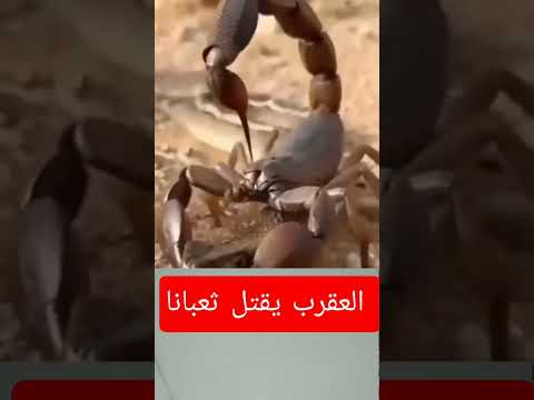 العقرب يقتل ثعبانا