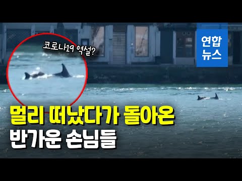 주민들은 &amp;#39;집콕&amp;#39;…돌고래, 길거리 옆까지 헤엄쳐왔다 / 연합뉴스 (Yonhapnews)